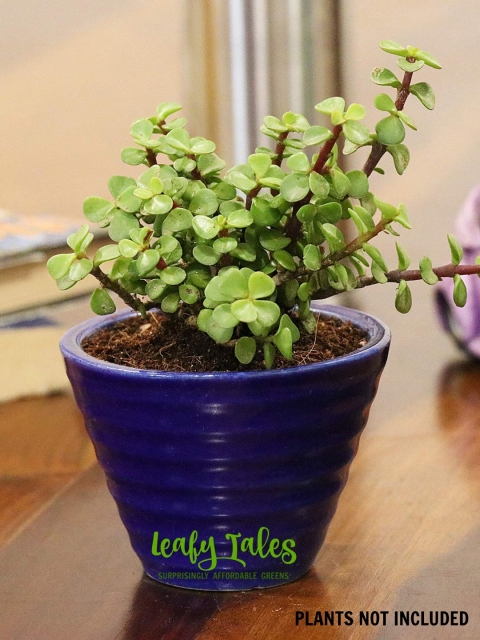 

Leafy Tales Set Of 3 Conical Ceramic Pot, Green