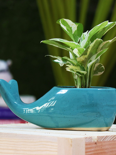 

Leafy Tales Turquoise Blue Dolphin Fish Shape Ceramic Planter