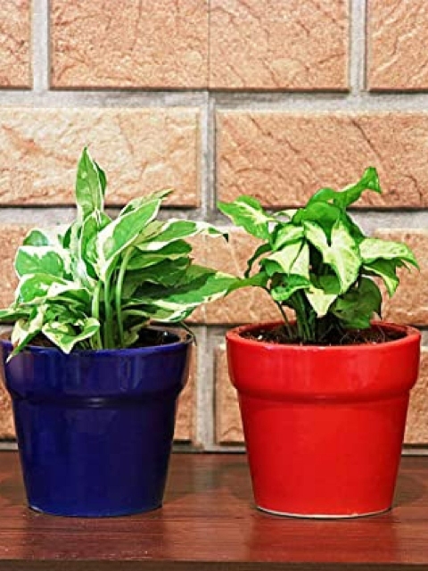 

Leafy Tales Set Of 2 Solid Ceramic Elegant Planters, Navy blue