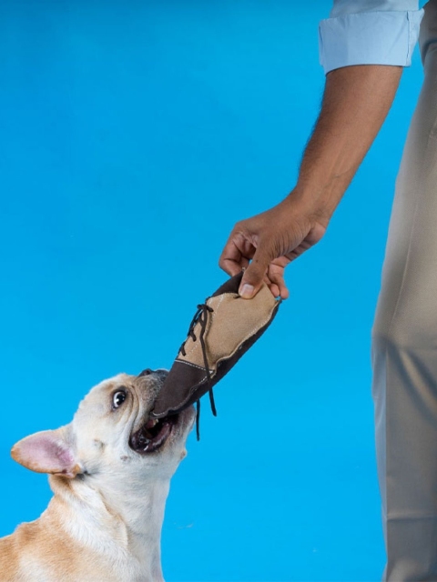 

thepawpstarco Brown The Shoe Chew Pet Toy