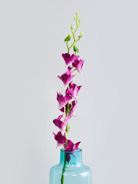 

Home Centre Magenta & Green Artificial Plastic Orchid Bloom