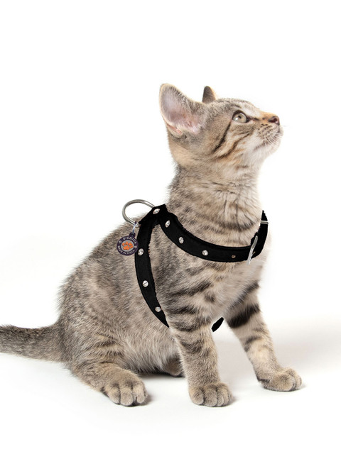 

Dchica Paws Black Solid Cat Harness
