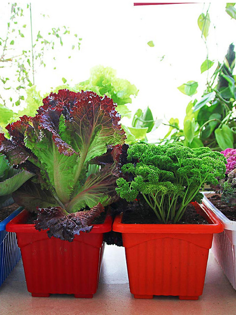 

Leafy Tales Set of 6 Planters, Assorted
