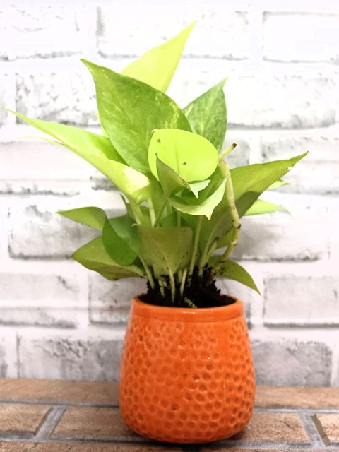 

Leafy Tales Orange Textured Ceramic Planters