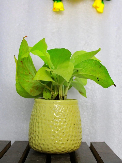 

Leafy Tales Yellow Honeycomb Ceramic Planter