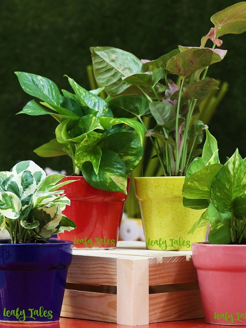 

Leafy Tales Yellow Solid Table Top Planters