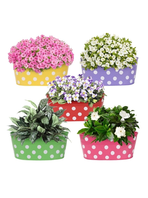 

Leafy Tales Fuchsia Polka Dot Hanging Planters