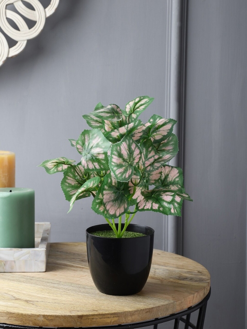 

FOLIYAJ Green & Black Bigonia Plant with Pot