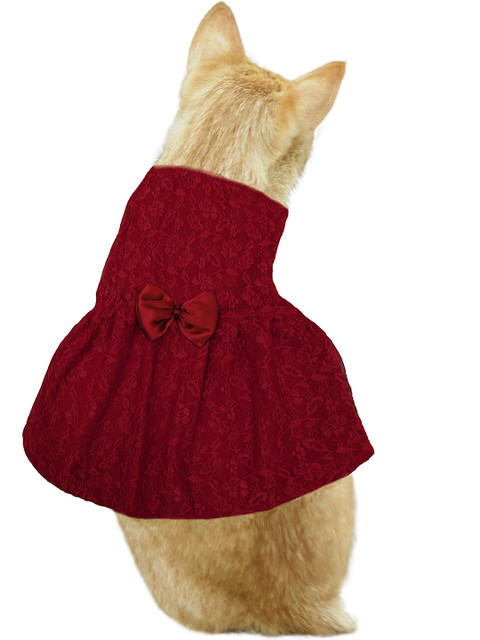 

Dchica Paws Maroon Self-Design Bow Applique Cotton Cat Dress