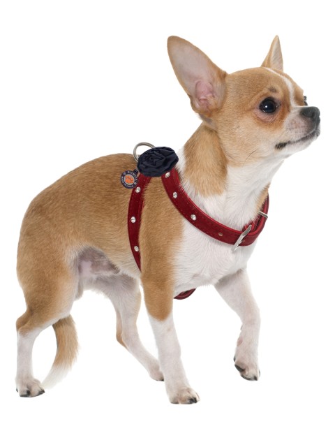 

Dchica Paws Red & Black Solid Studded Fancy Dog Harnesses