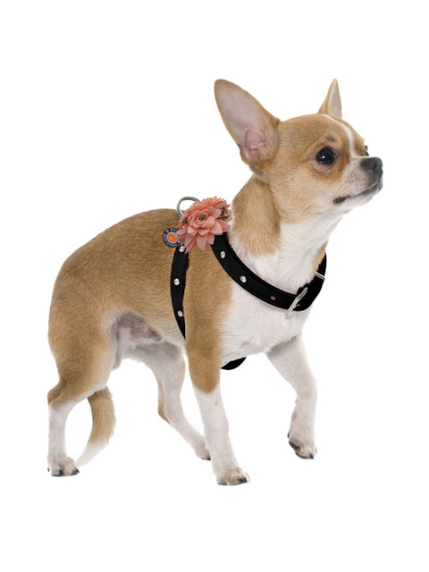 

Dchica Paws Black Solid Dog Harness