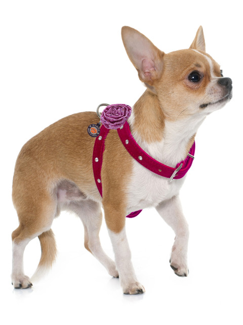 

Dchica Paws Pink Solid Embellished Pet Harness