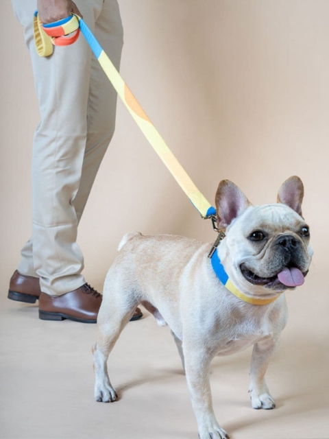 

thepawpstarco Kids Yellow & Blue Solid Dog Collars