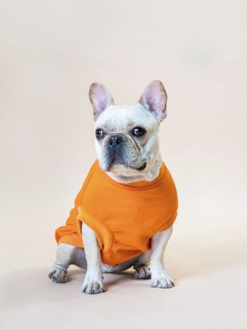 

thepawpstarco Kids Orange Colored Solid Dog Tshirts