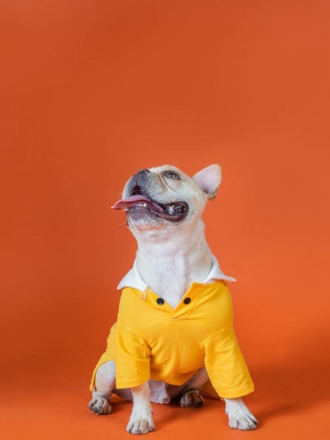 

thepawpstarco Yellow Solid Dog T-Shirt