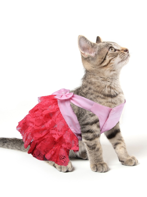 

Dchica Paws Fuchsia Cat Dresses