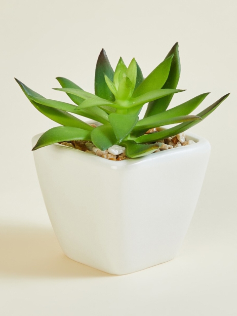 

Home Centre Green & White Artificial Succulent Plant With Ceramic Pot