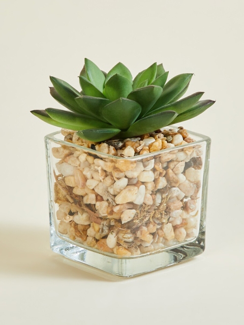 

Home Centre Green Gardenia Lush Artificial Succulent in Glass Pot