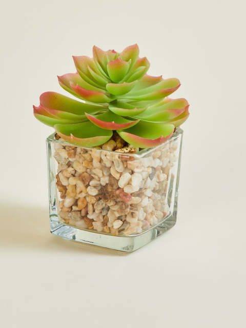 

Home Centre Green Textured Petaluma Succulent Artificial Plants With Pot