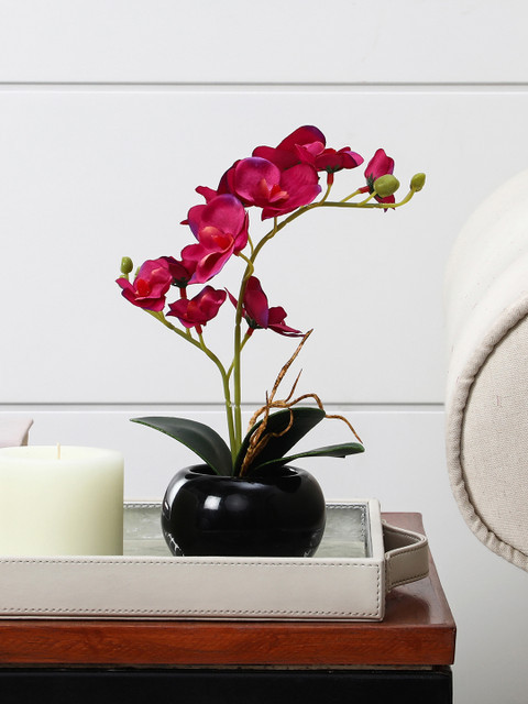 

Pure Home and Living Set of 2 Potted Small Fuchsia Orchid Plants, Black