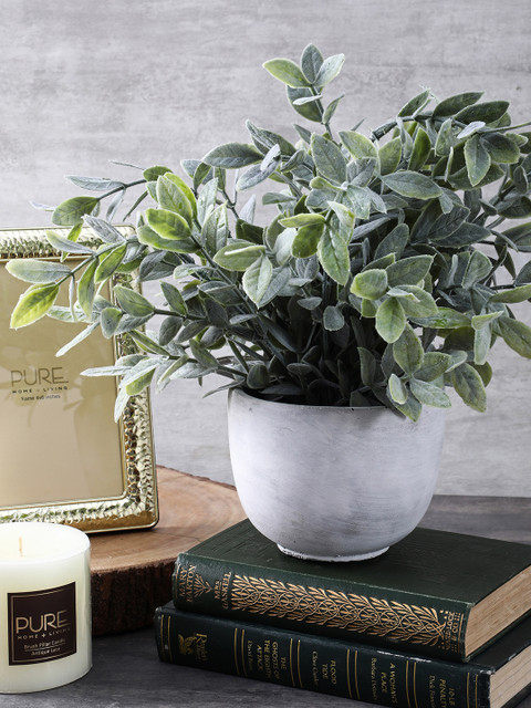 

Pure Home and Living Green & White Frosted Tea Leaf Plant