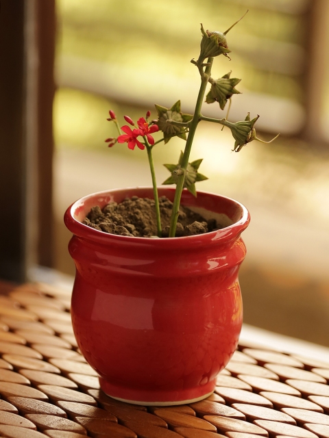

ExclusiveLane Red Glazed Studio Pottery Garden & Balcony Planter Pot