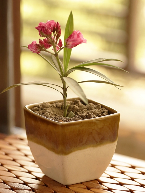 

ExclusiveLane Brown & Beige Dual Glazed Studio Pottery Garden & Balcony Planter Pot