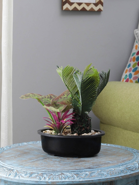 

FOLIYAJ Combo Of Green Sago Palm, Cactii & Plant With Black Oval Shape Pot