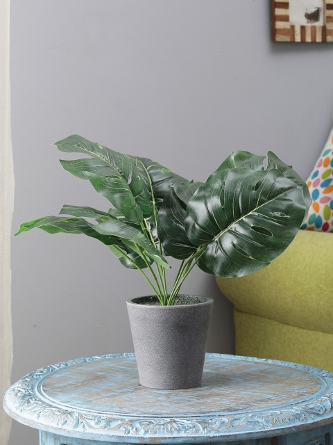 

FOLIYAJ Green Monstera Plant With Grey Pot