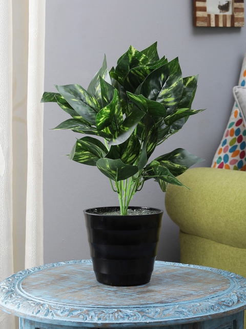 

FOLIYAJ Green Money Plant With Black Pot
