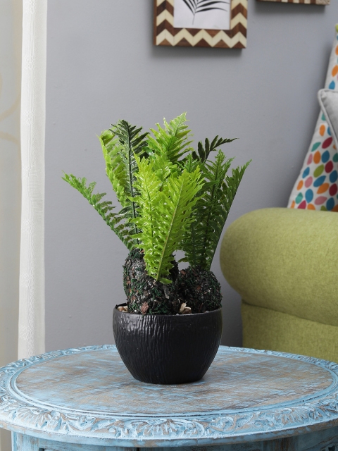 

FOLIYAJ Green Sago Palm With Black Round Shape Pot