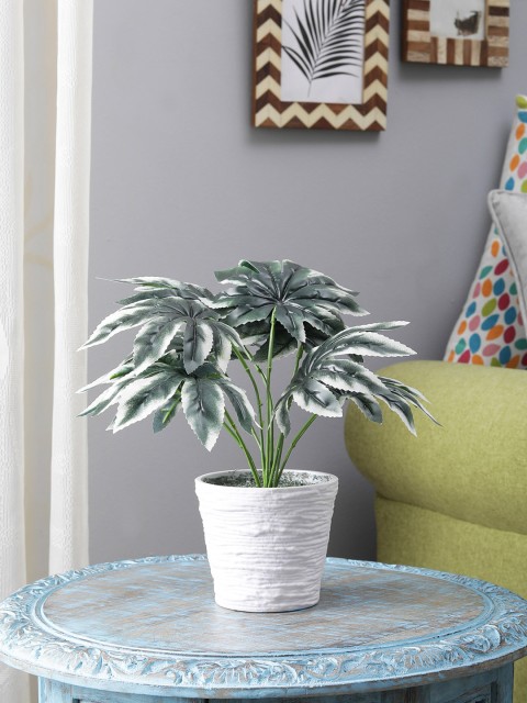 

FOLIYAJ Green Spiderweb Plant With White Pot