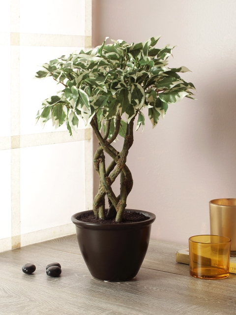 

TAYHAA Green & Black Unique and Intriguing Varagated Artificial Ficus Bonsai With Pot