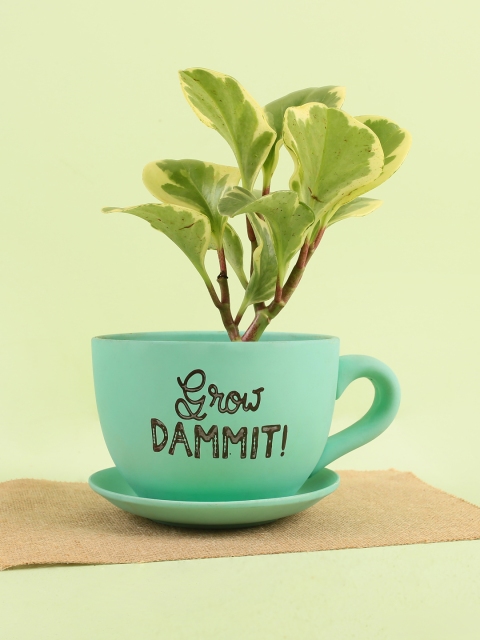 

Chumbak Teal-Green Grow Dammit Cup-Saucer Ceramic Planter