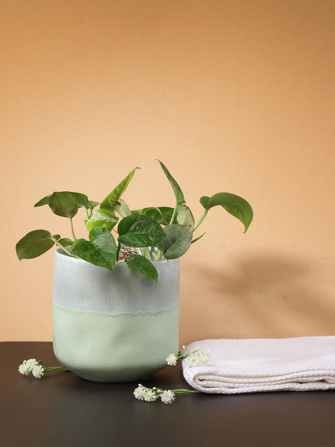 

Chumbak Green Coastline Cravings Ceramic Planter