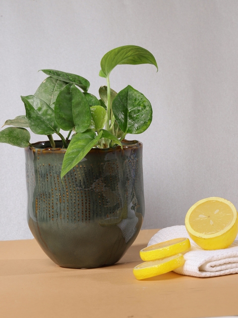 

Chumbak Grey Nightly Notions Ceramic Planter