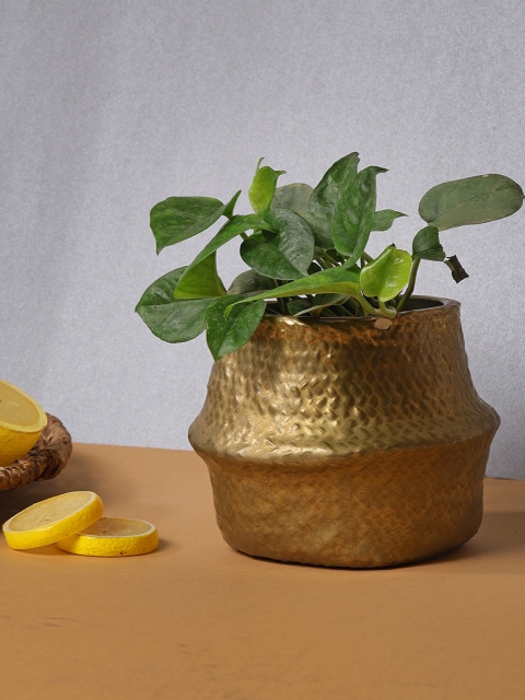 

Chumbak Gold-Toned Flourishing Leaf Planter