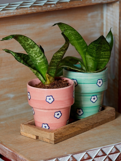 

The Wishing Chair Pink and Green Set of 2 Ceramic Planters With Wooden Tray