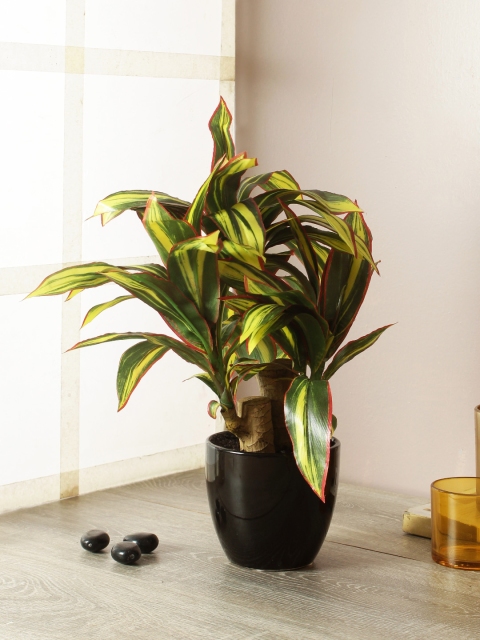 

TAMIRHA Green & Black Artificial Dracaena Bonsai Plant With Pot