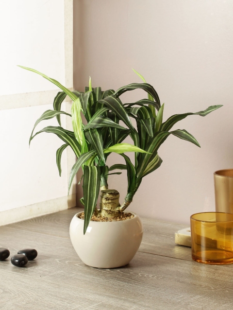 

TAMIRHA Green Artificial Draciana Plant With Pot