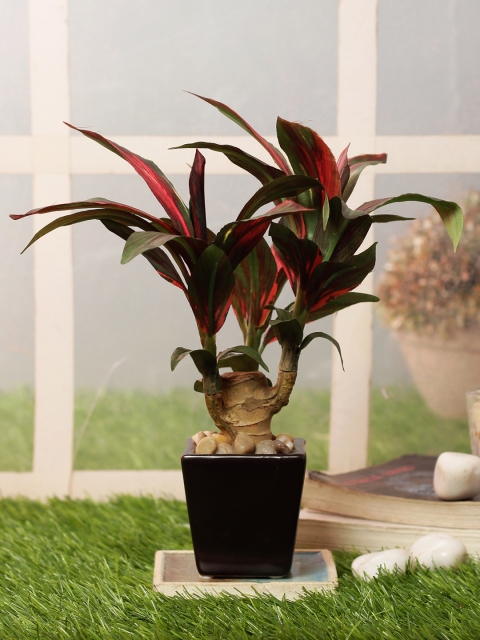 

PolliNation Green Red Artificial Dracaenea Bonsai With Brown Ceramic Pot