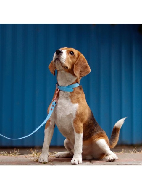 

Heads Up For Tails Blue Solid Friendly Dog Leash