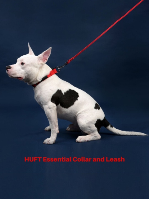 

Heads Up For Tails Red HUFT Essentials Nylon Dog Leash