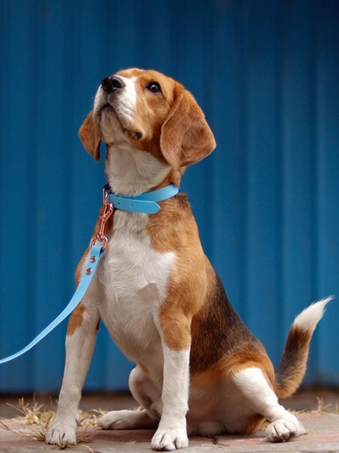 

Heads Up For Tails Blue Pastel Pawprint Rain Friendly Dog Leash