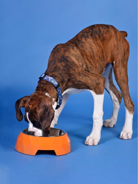 

Heads Up For Tails Orange HUFT Diamond Pet Bowl