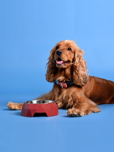 

Heads Up For Tails Red Diamond Pet Bowl