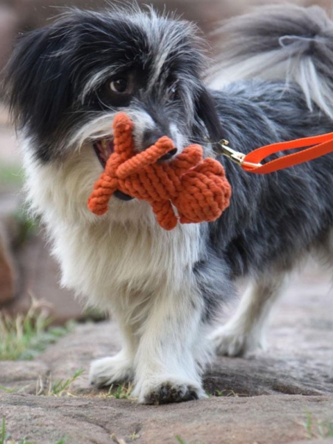 

Heads Up For Tails Orange Monty The Monkey Rope Dog Toy