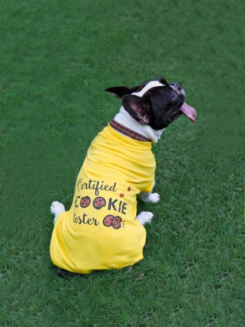

Heads Up For Tails Yellow Certified Cookie Tester Dog T-shirt