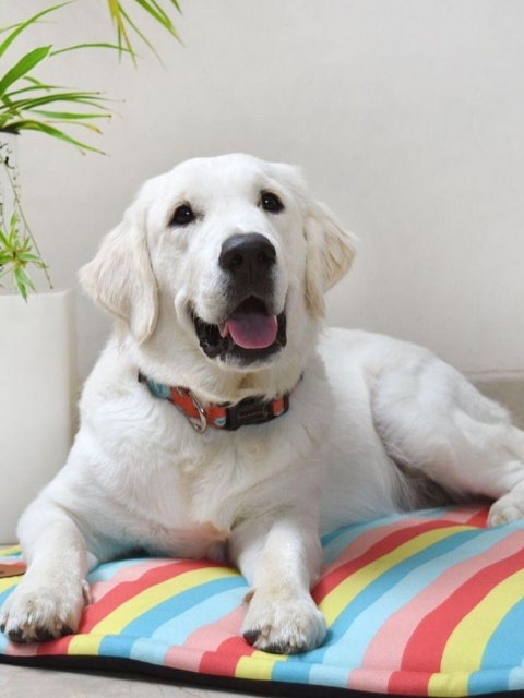 

Heads Up For Tails Multi Coloured Rainbow Print Chew Resistant Dog Pet Mat