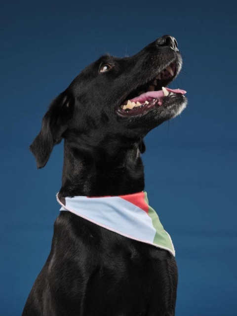 

Heads Up For Tails Blue & Orange Printed Dog Bandana Scarf, Black